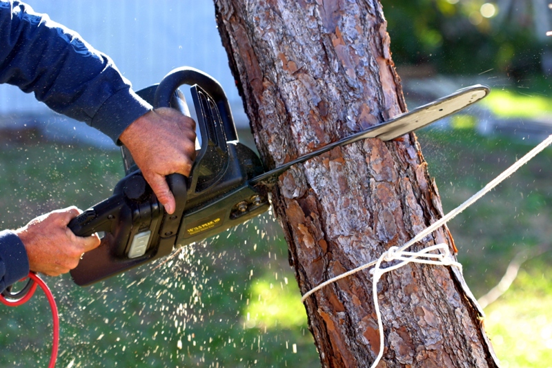 Why you need the services of a professional tree removal company?